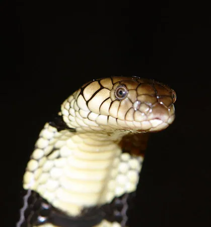 د Banded water cobra عکس