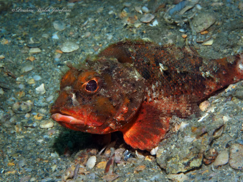 Foto de Barbfish
