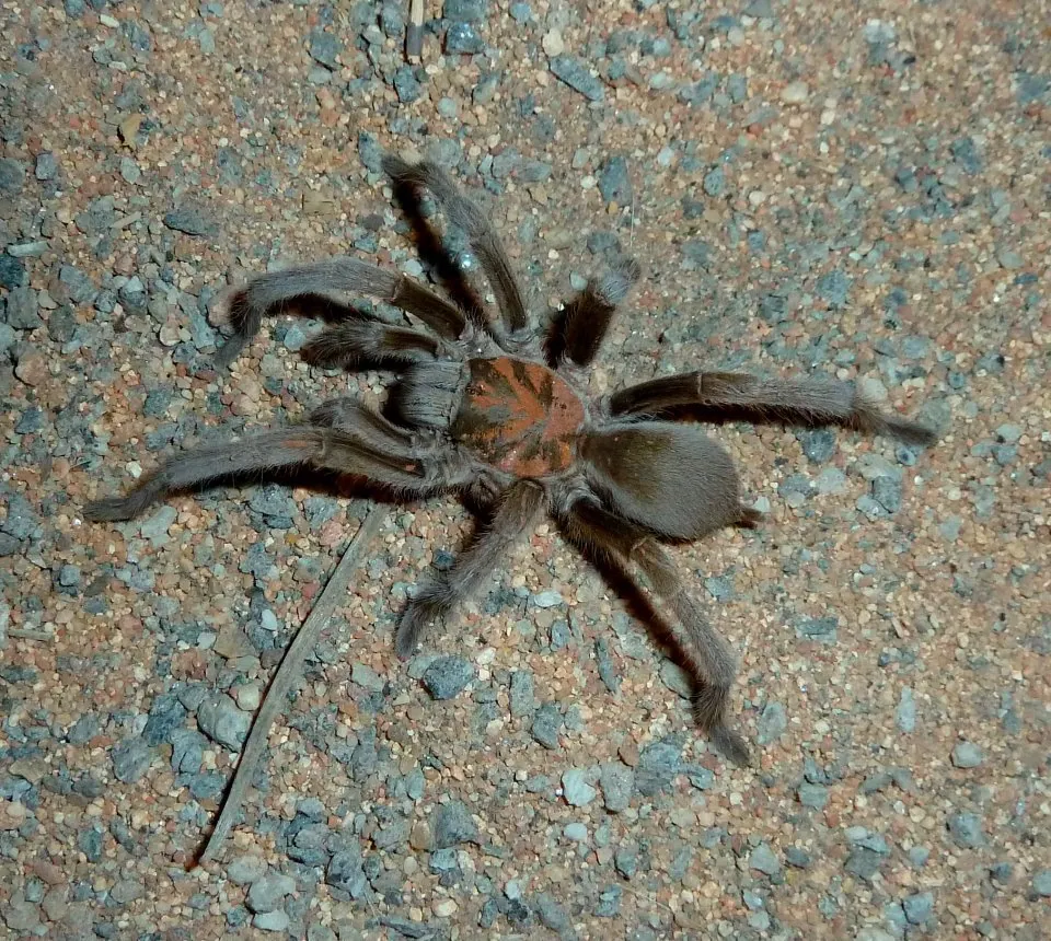 ภาพของBarking spider