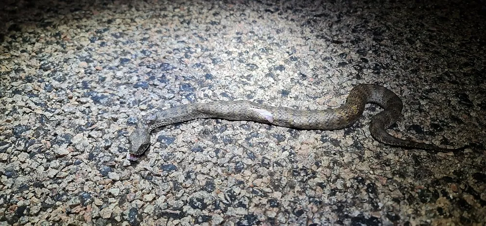 عکس Barkly Tableland death adder