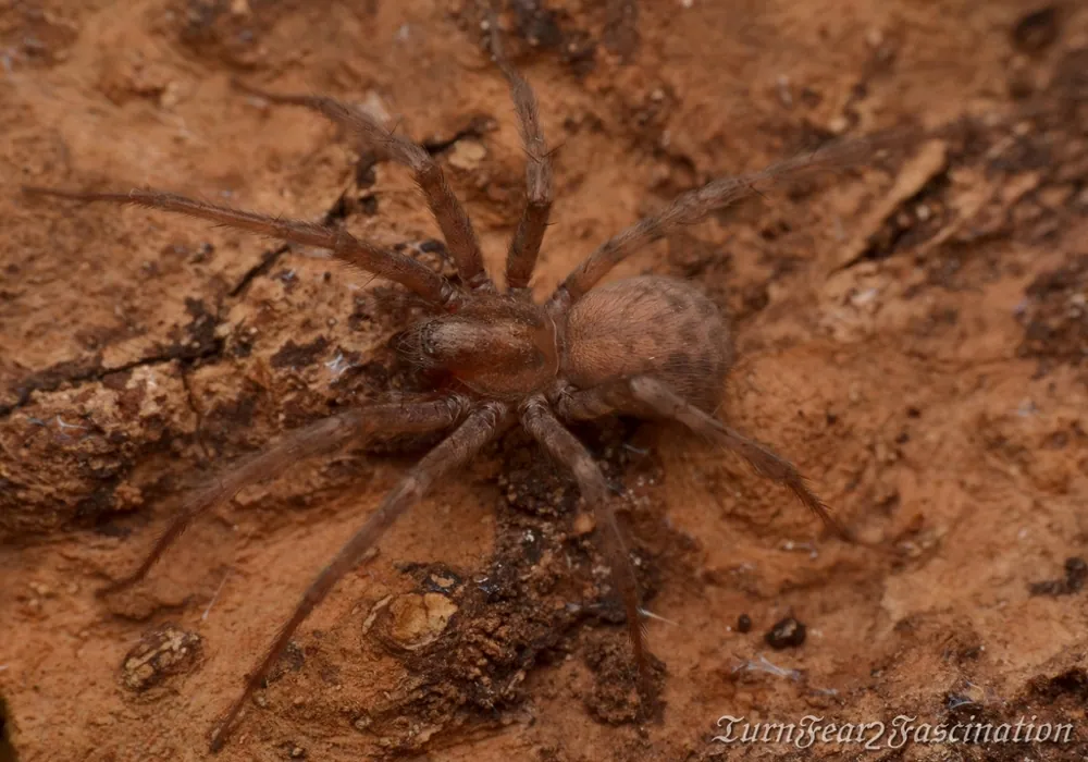 Foto de Barn funnel weaver