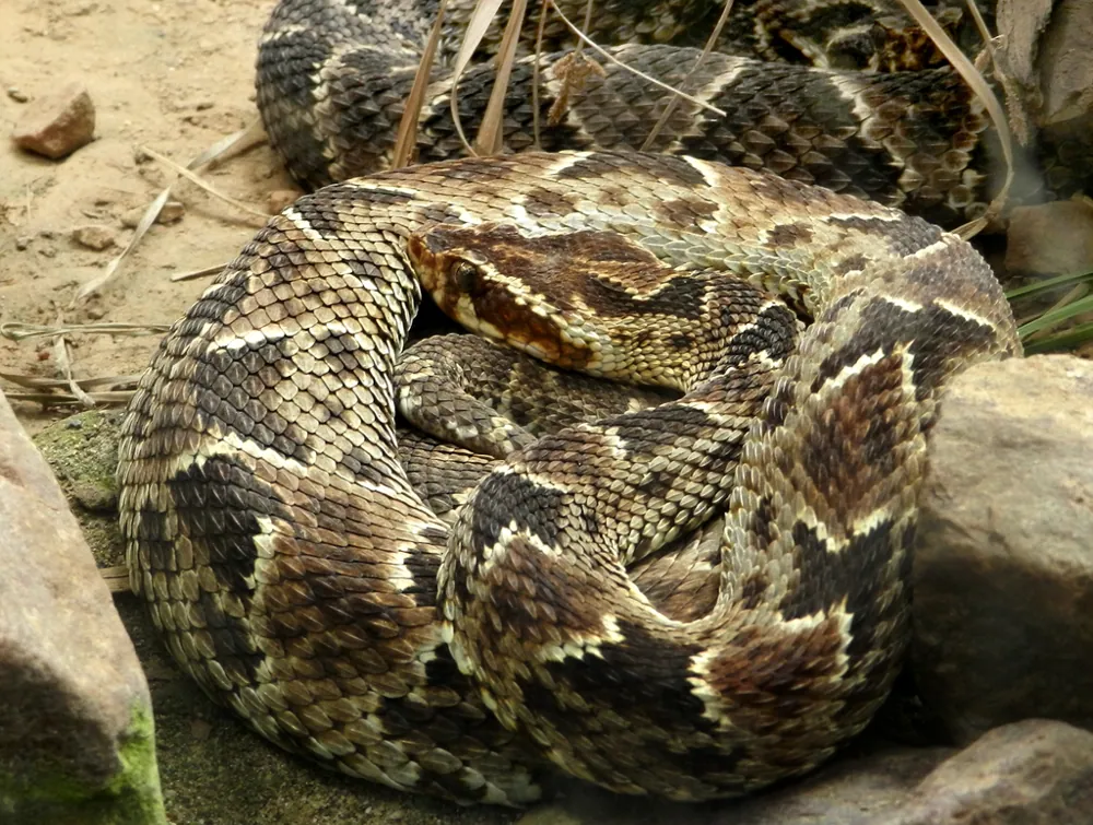 د Barnett's lancehead عکس