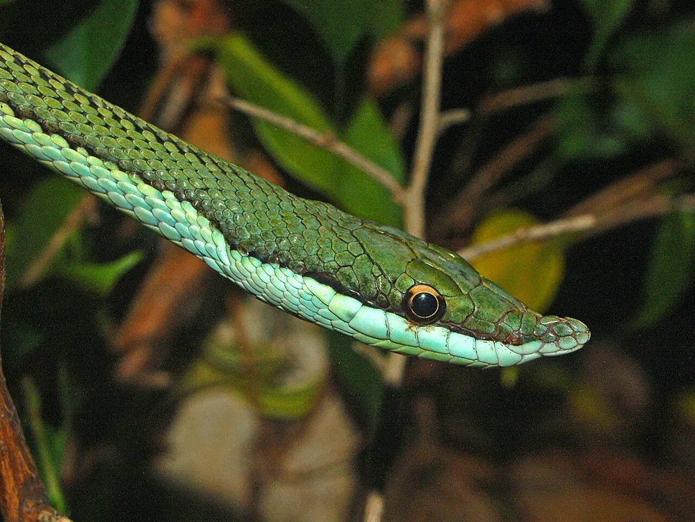 عکس Baron's green racer