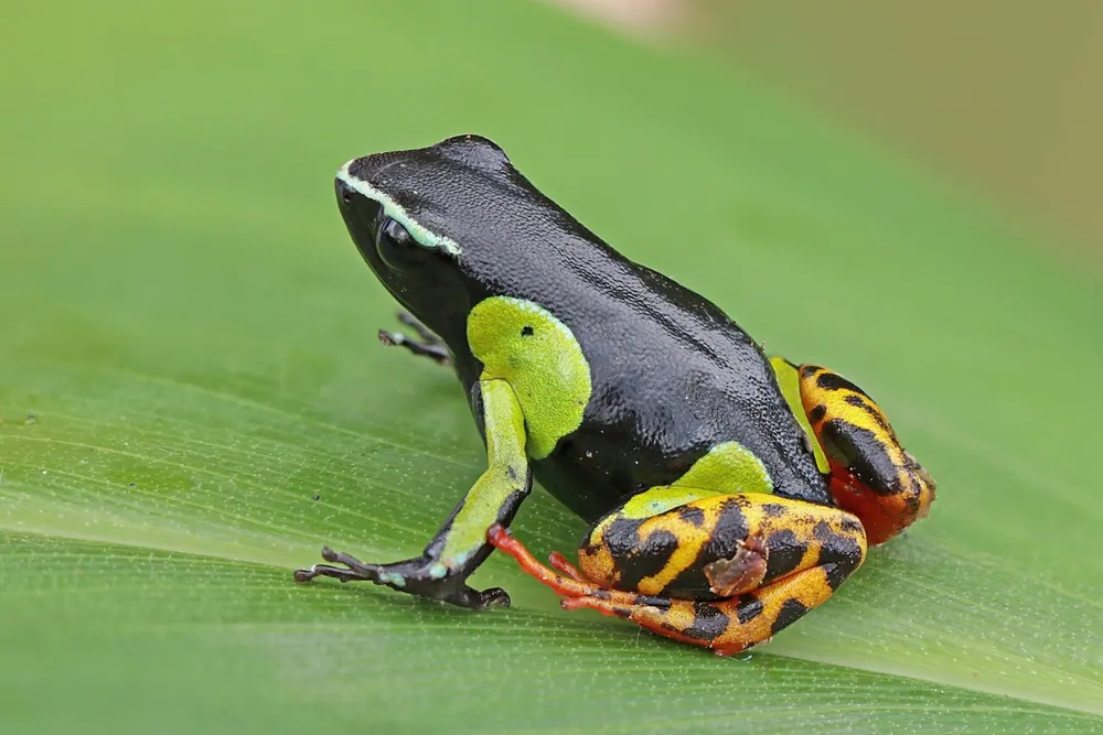 عکس Baron's mantella
