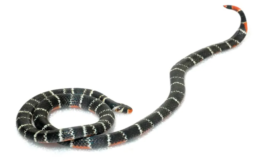 د Barred coral snake عکس