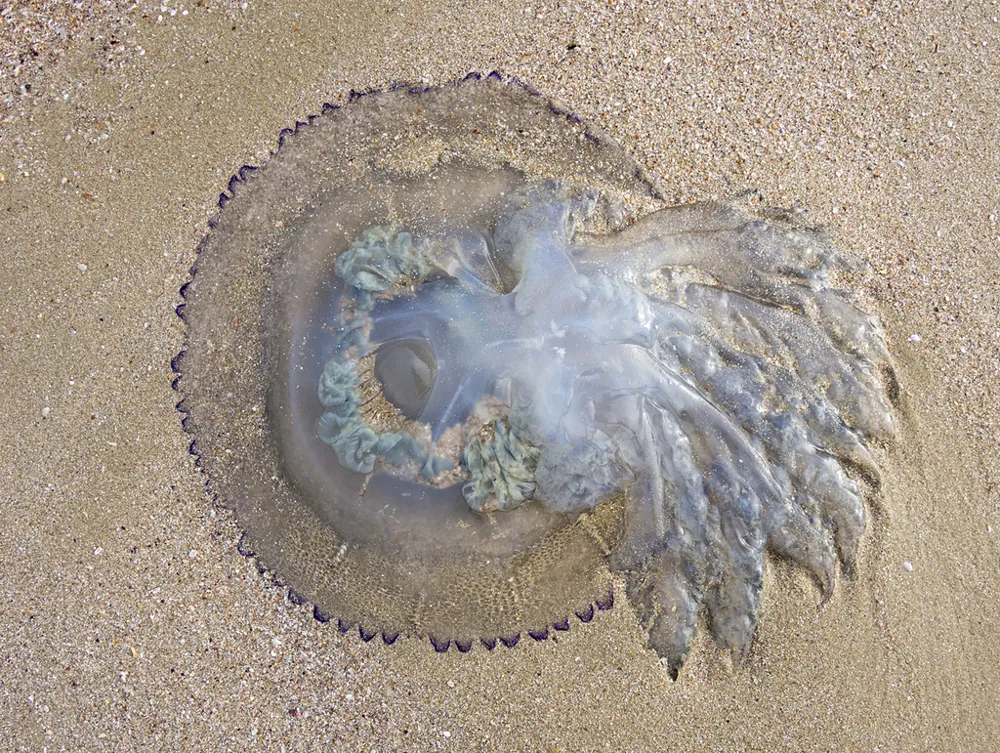د Barrel jellyfish عکس