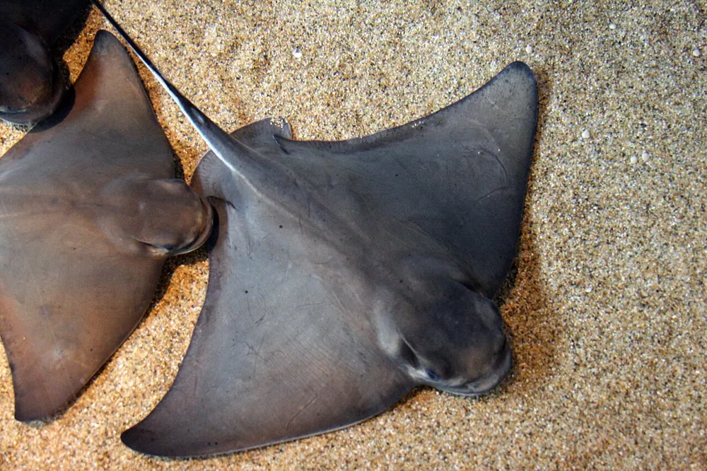 ภาพของBat ray