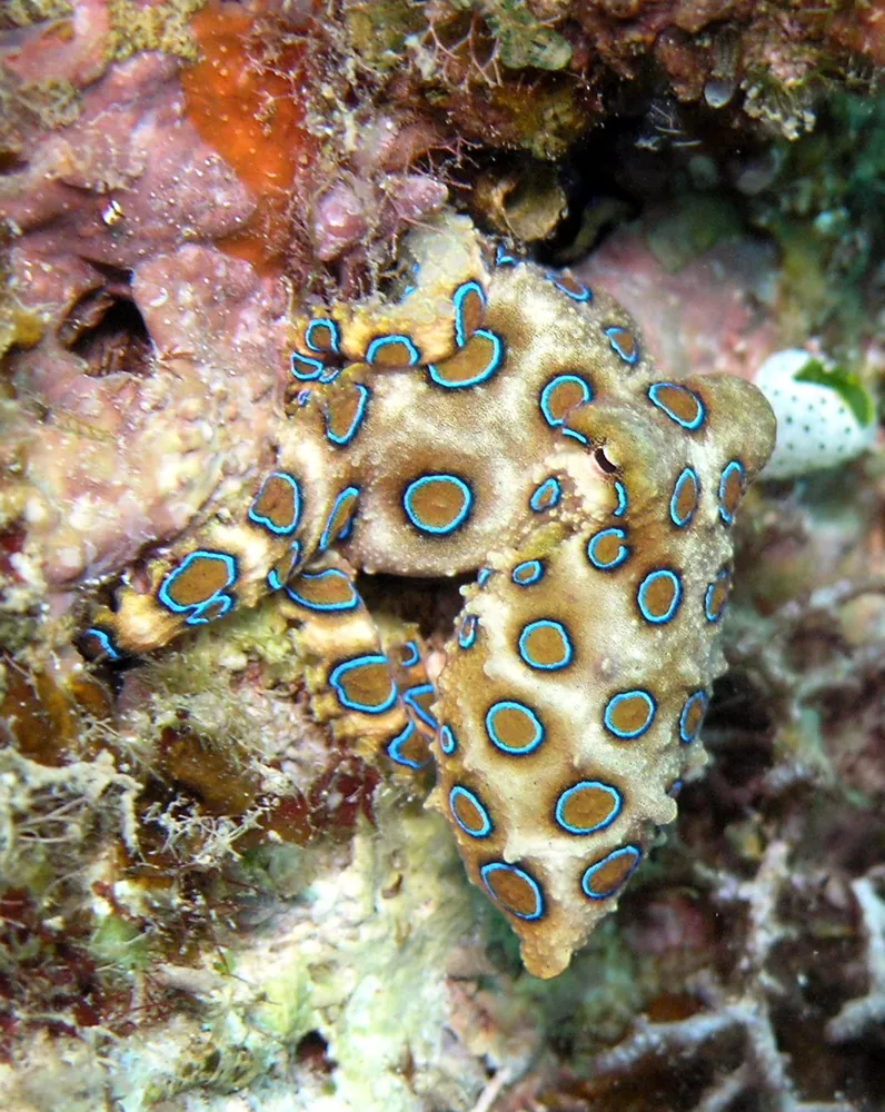 Fotka: Bay of Bengal blue-ringed octopus