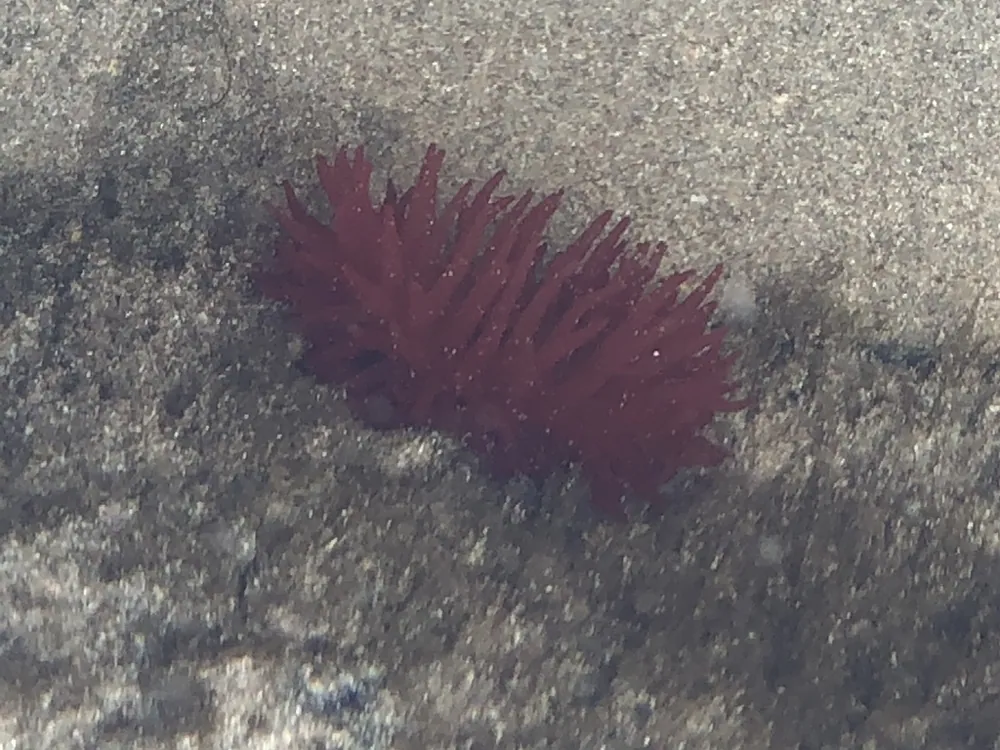 ภาพของBeadlet anemone