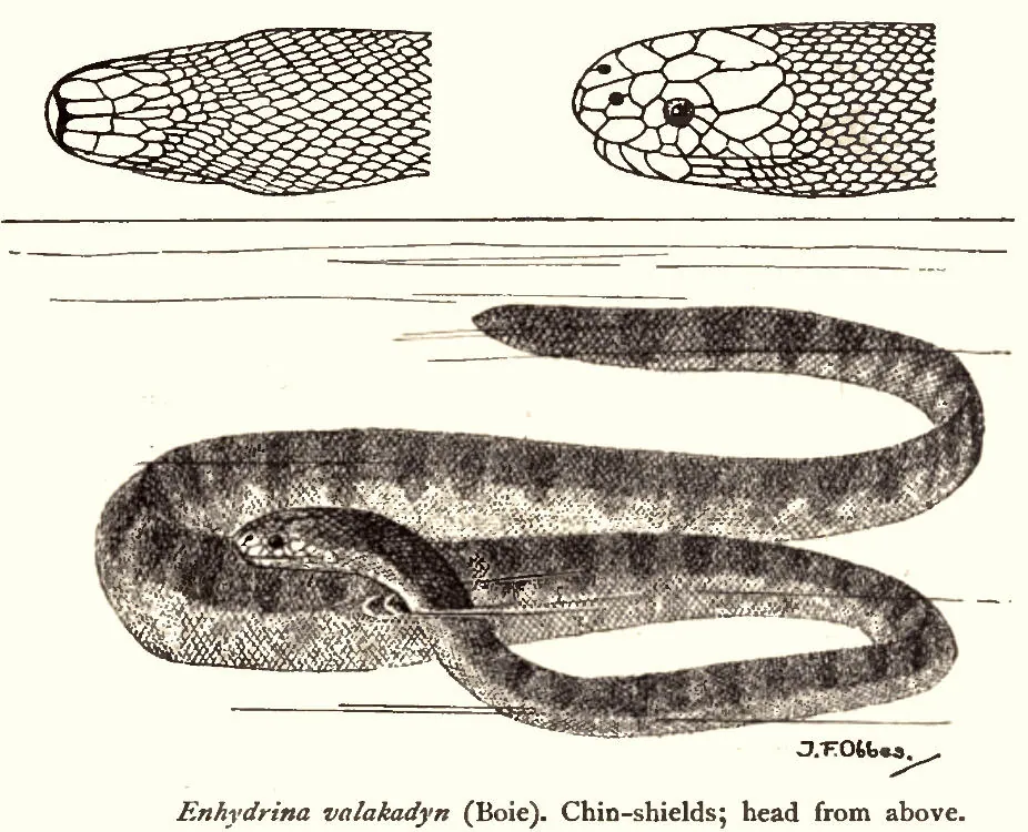 عکس Beaked sea snake