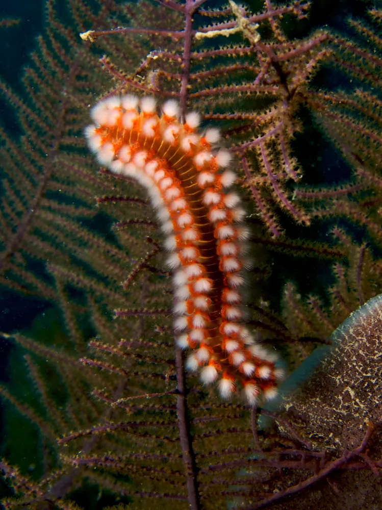 ภาพของBearded fireworm