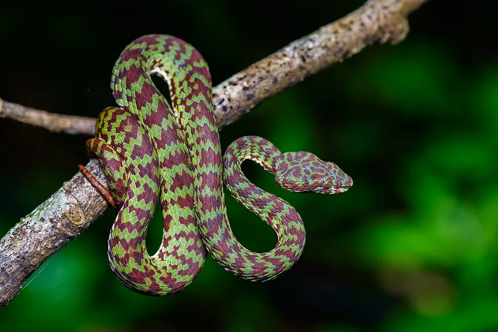 عکس Beautiful pit viper