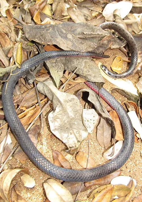 د Beddome's coral snake عکس