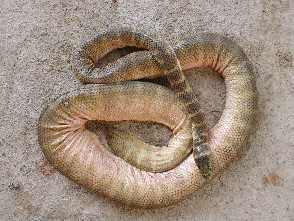 د Belcher's sea snake عکس