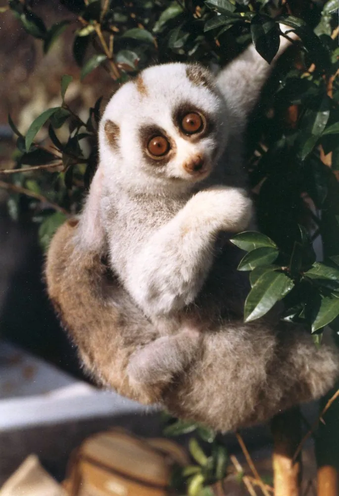 عکس Bengal slow loris