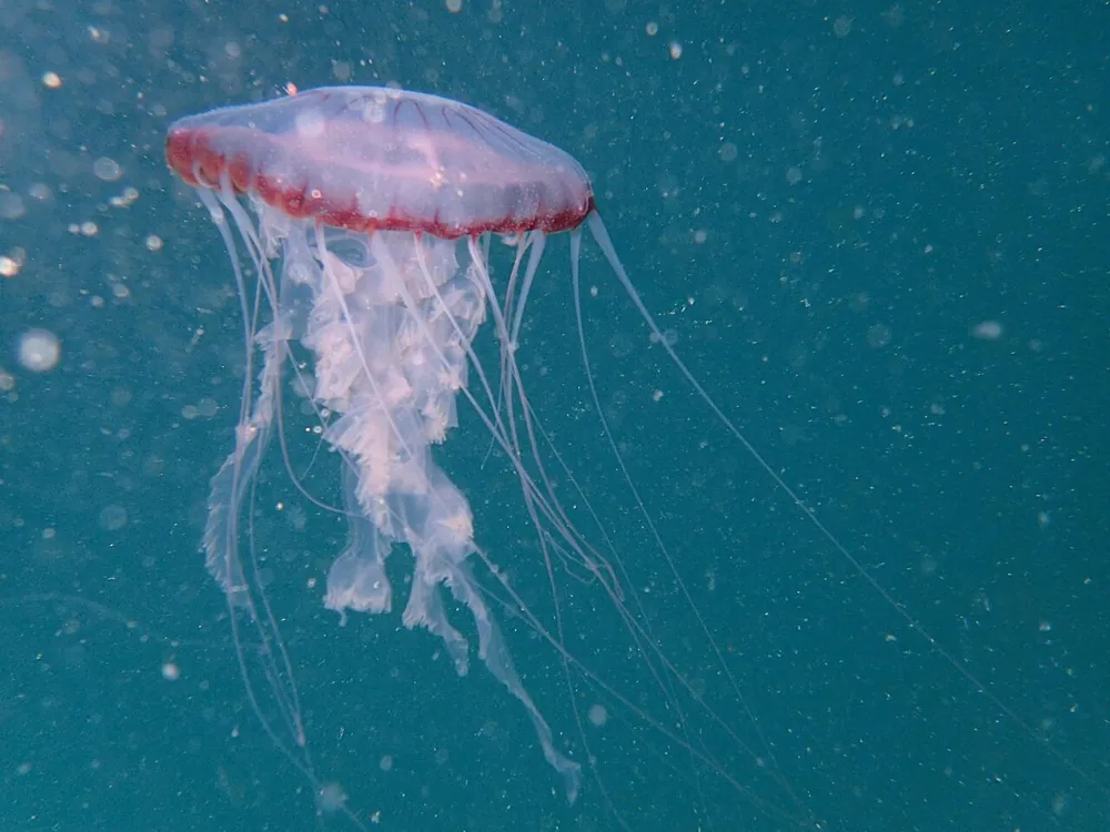 عکس Benguela compass jelly