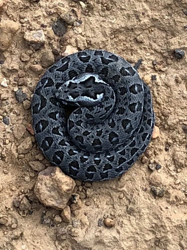 Berg adder-এর ছবি