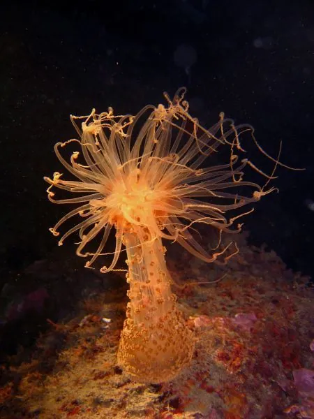 عکس Berried anemone