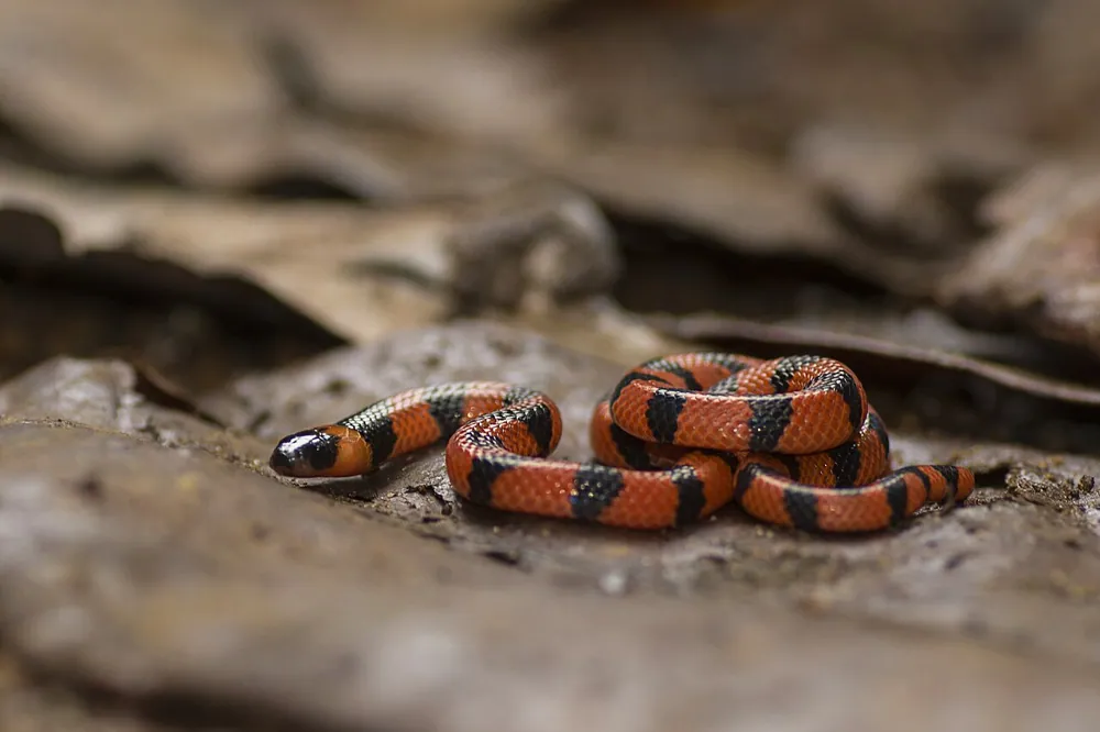 د Bibron's coral snake عکس