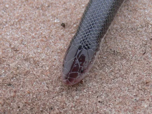 عکس Bibron's stiletto snake