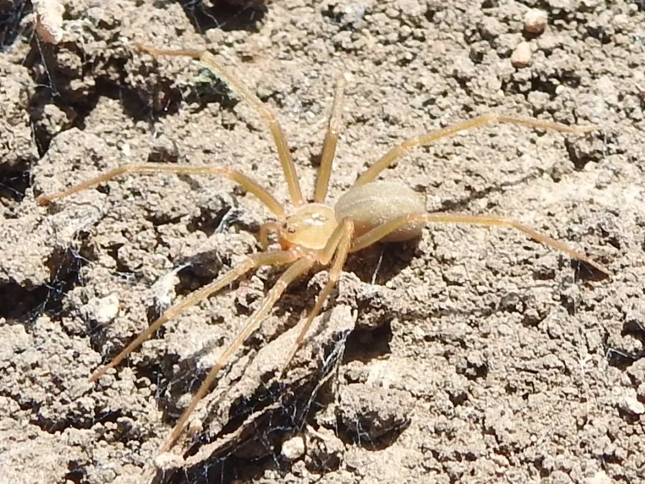 د Big Bend recluse عکس