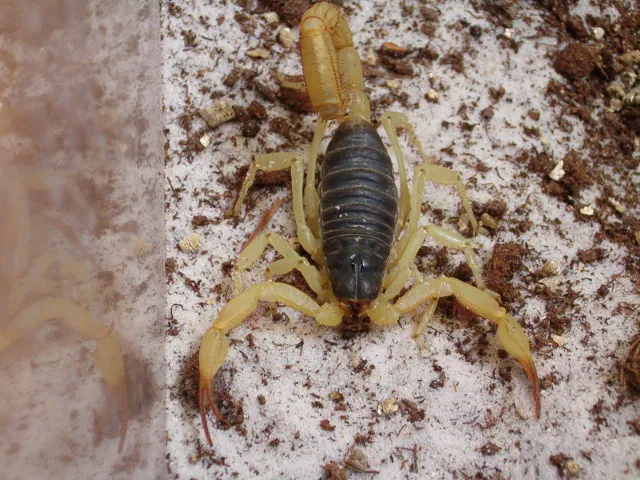 Foto de Black-backed hairy scorpion