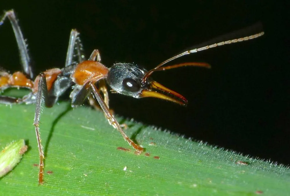 Foto di Black-banded jumper ant