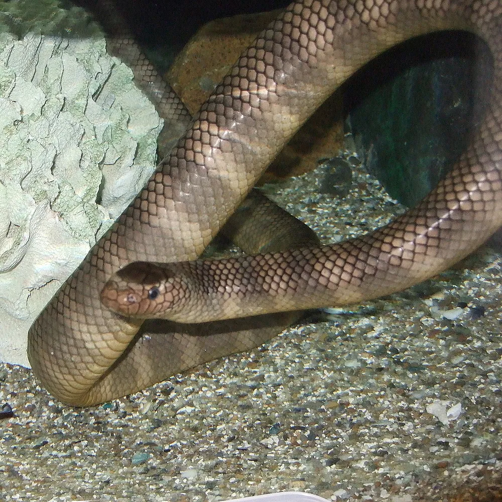 د Black-banded sea krait عکس