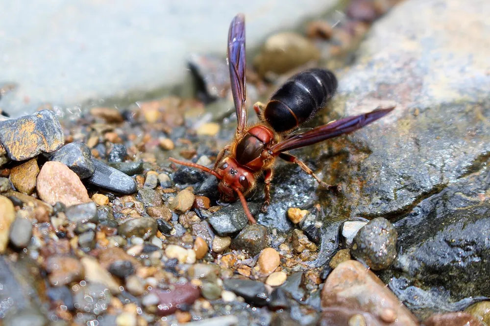 Foto de Black-bellied hornet