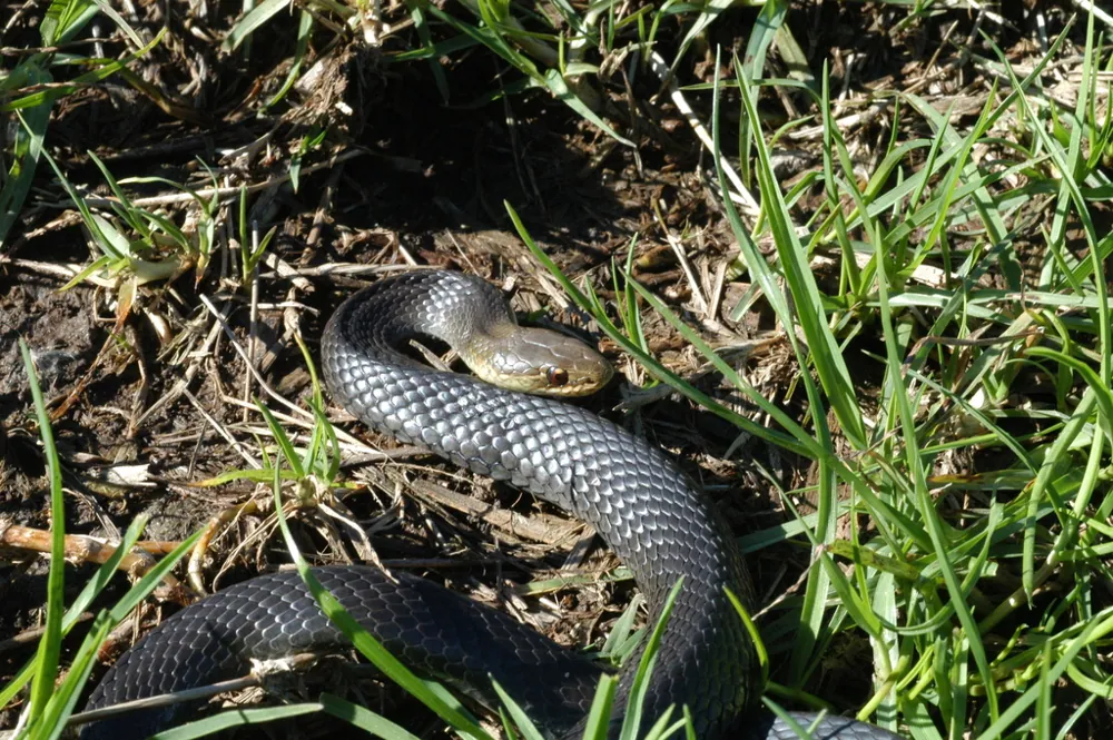 عکس Black-bellied swamp snake