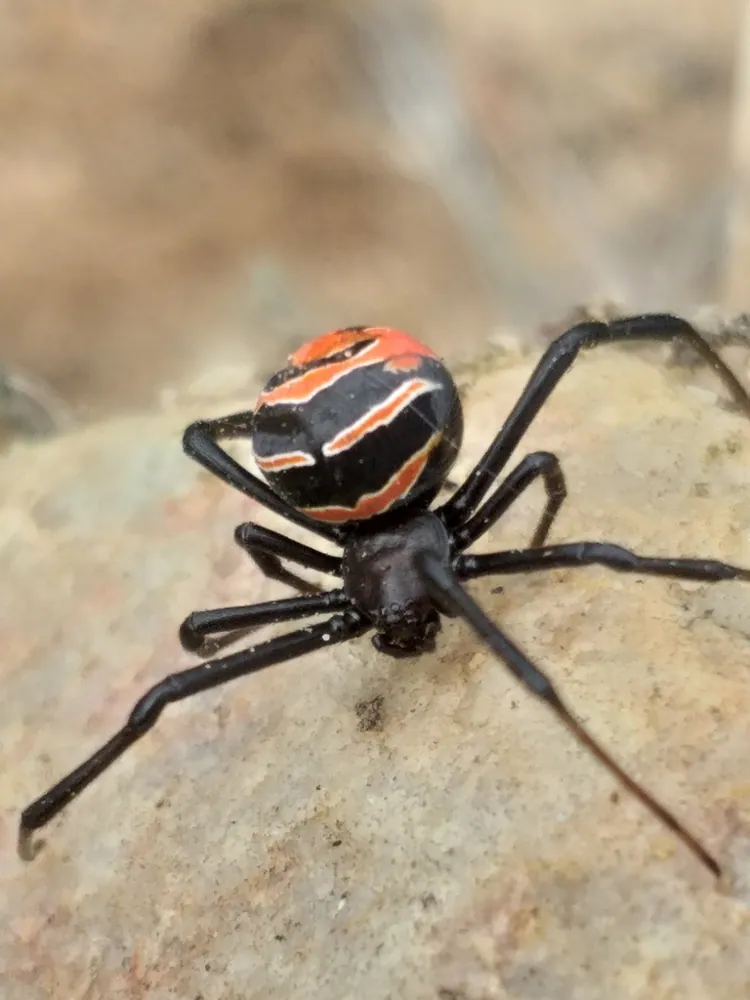 Black button spider ఫోటో