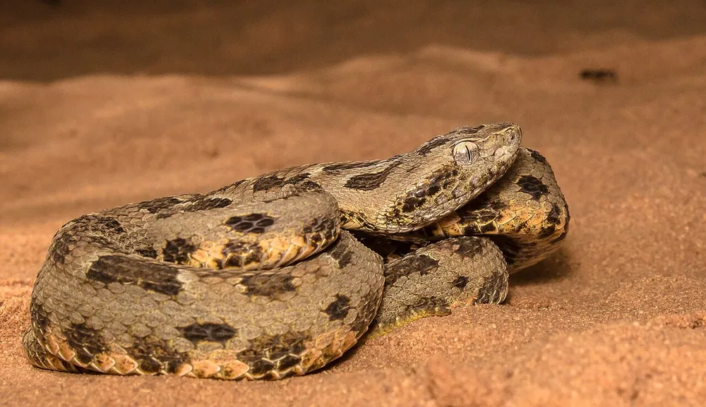 ภาพของBlack-faced lancehead