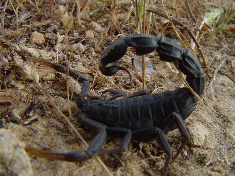 عکس Black fat-tailed scorpion