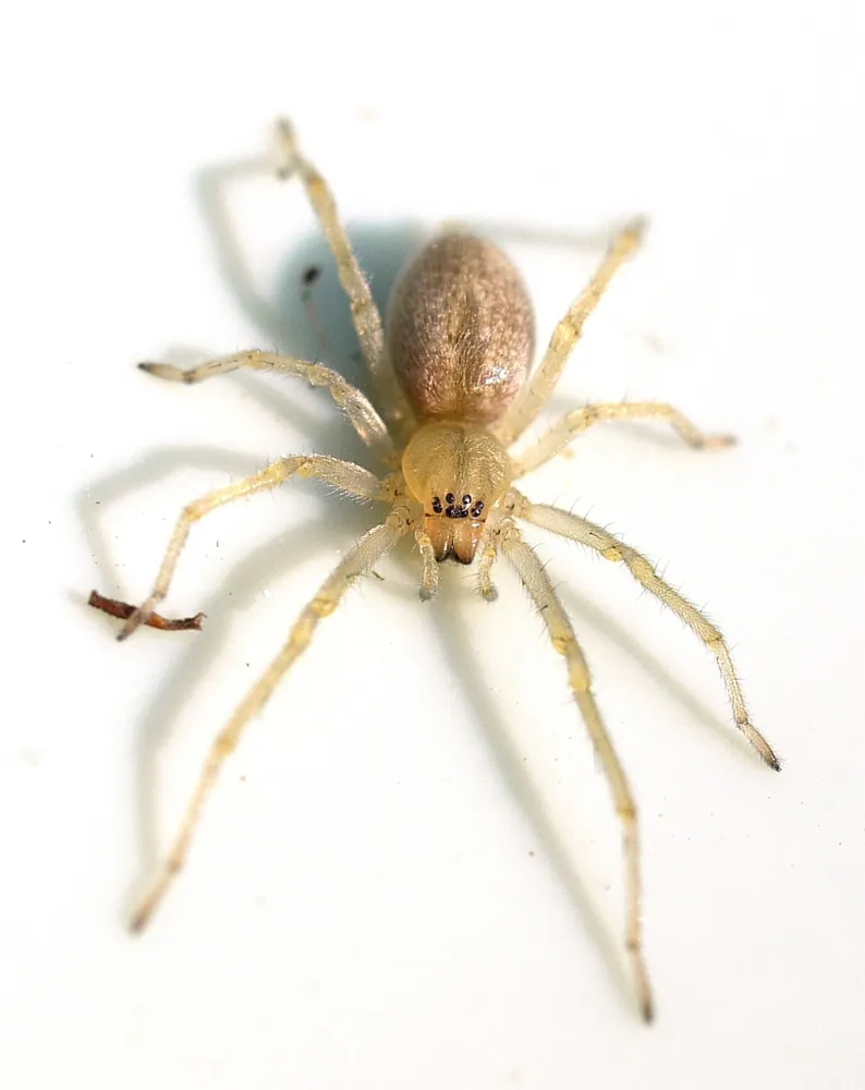 Foto de Black-footed yellow sac spider