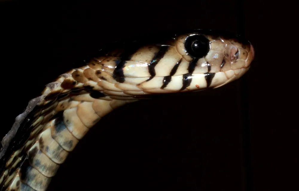 Foto di Black forest cobra