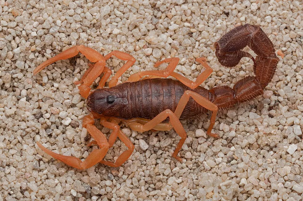 عکس Black hairy thick-tailed scorpion