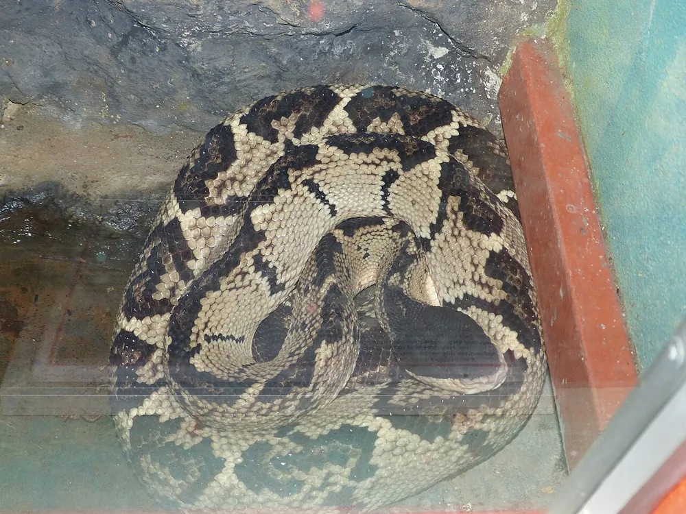 د Black-headed bushmaster عکس