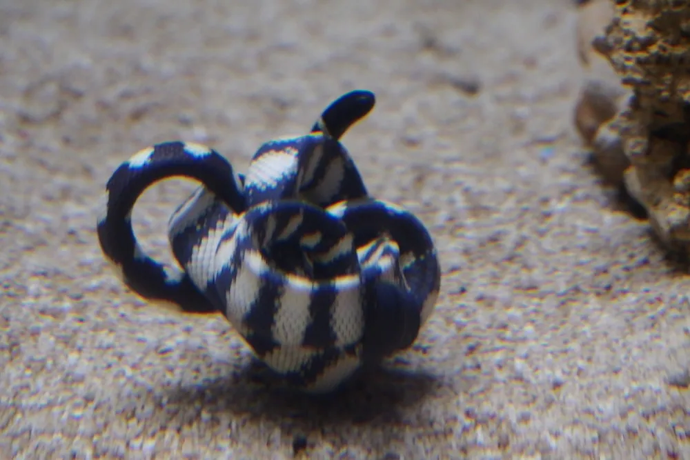 د Black-headed sea snake عکس