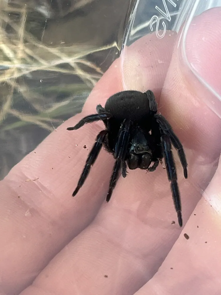 عکس Black house spider