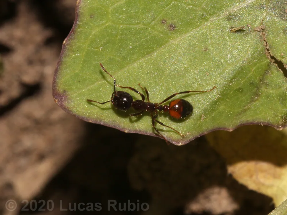 عکس Black imported fire ant