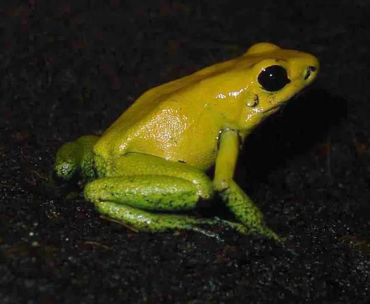 عکس Black-legged poison frog