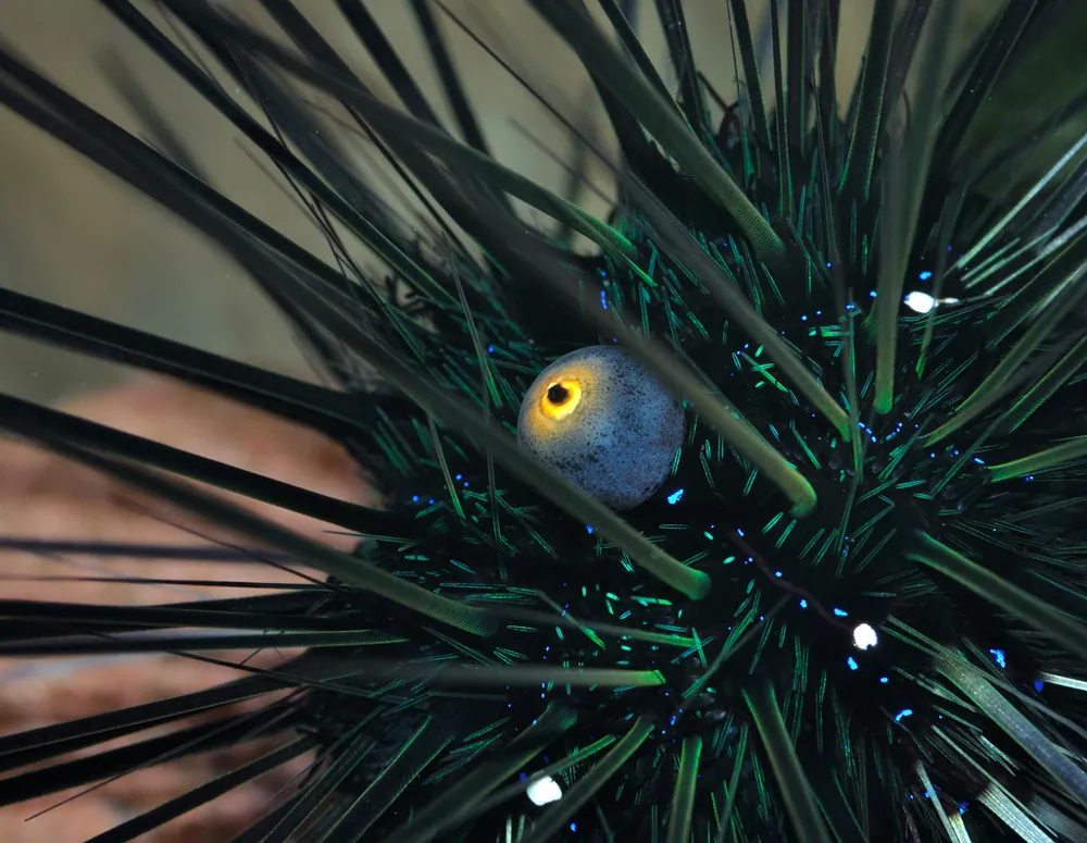 Foto de Black long-spined urchin