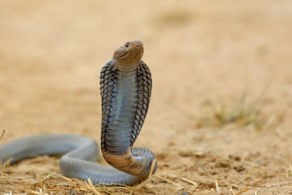 عکس Black-necked spitting cobra