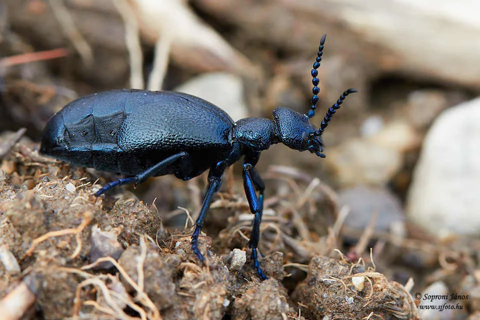 د Black oil beetle عکس
