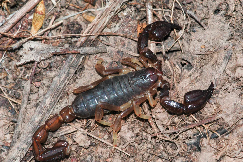 د Black rock scorpion عکس