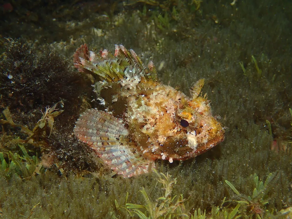 عکس Black scorpionfish