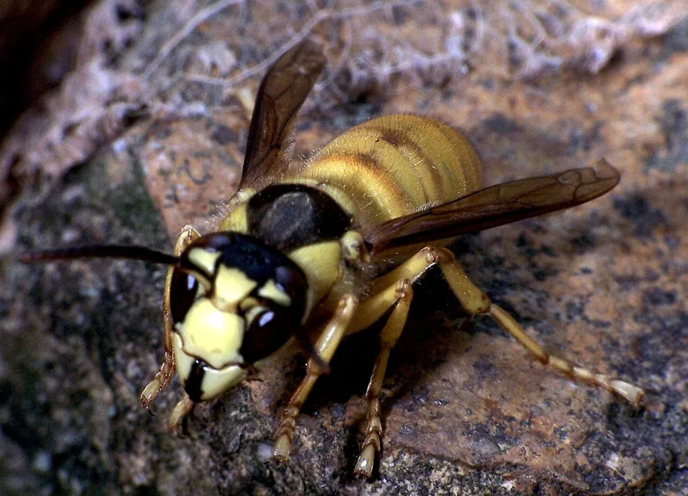 د Black shield hornet عکس