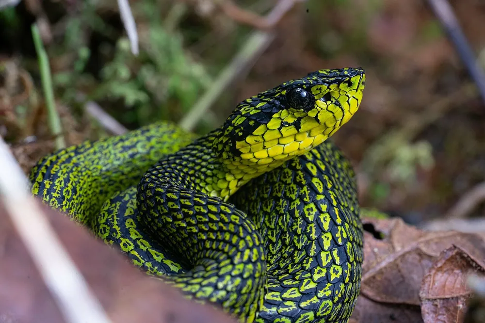 د Black-speckled palm pitviper عکس