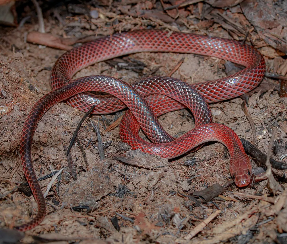 عکس Black-striped snake