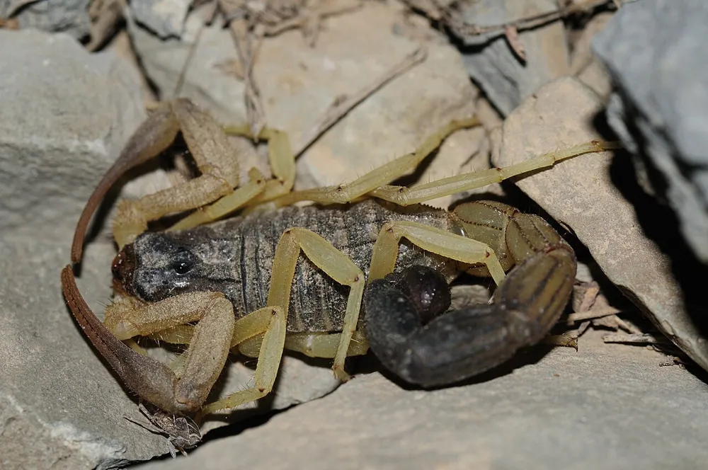 Foto de Black-tailed alligator-back scorpion